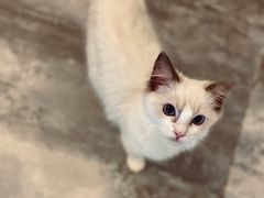 -楼上猫咖(罗湖店)