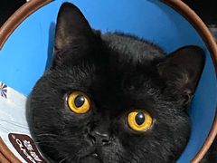 -宠福鑫24h动物医院