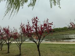 -洨河生态公园