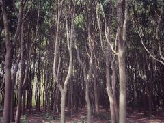 -昆山城市生态森林公园