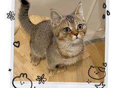-楼上猫咖(罗湖店)
