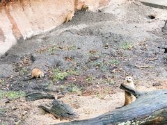 -奥兰多迪士尼动物王国乐园