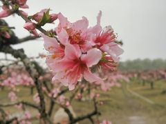 -樂桃源奉贤黄桃种植采摘基地