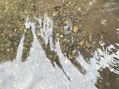 -上海滨江森林公园