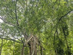 -中国科学院西双版纳热带植物园