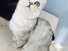 -喵的天空名猫咖啡馆·撸猫·猫舍·用品