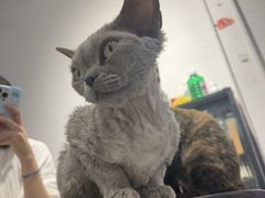 -琪喵猫屋·撸猫猫咖·猫舍