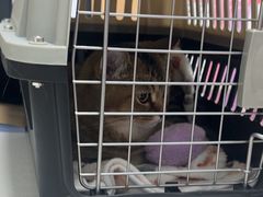 -瑞派长江宠物医院·猫科·外科·24小时夜护(谊城公寓分院)