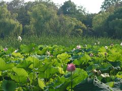 -金鸡湖桃花岛