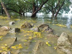 -宝安西湾红树林湿地公园