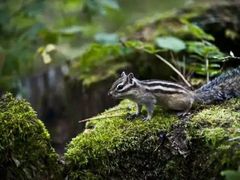 -叠溪松坪沟景区