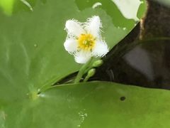 -双季花艺园艺市场(浦东店)