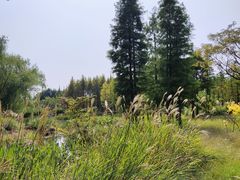 -贡湖湾湿地公园