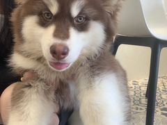 -Let's go狗咖·猫咖·奶狗·桌游(春熙路IFS店)