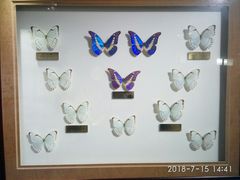 -上海昆虫博物馆