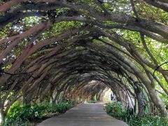-广西壮族自治区药用植物园