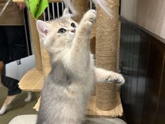 -逗柴咖啡屋·狗咖猫咖宠物桌游