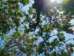 -火炉山森林公园