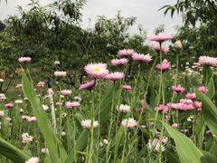 -松山湖梦幻百花洲