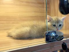 -喵百万·布偶·蓝金金渐层英短·猫舍(百子湾店)