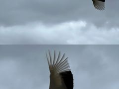 -盐城丹顶鹤湿地生态旅游区