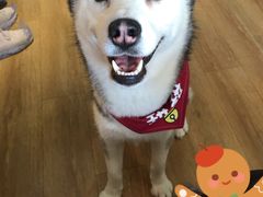 -Husky Go! 哈士奇体验馆·宠物咖啡厅狗咖