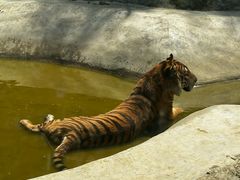 -栾川竹海野生动物园