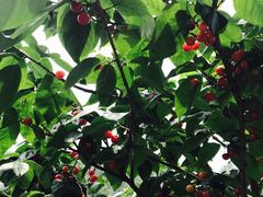 -樱桃山旅游景区