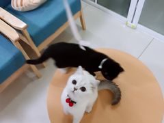 -鼓捣猫呢主题猫咖店