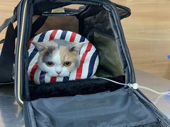 -爱侣宠医·鹦鹉专科·小型哺乳类·异宠专科(灵石路店)