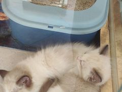 -糯米喵星人总部直营旗舰店·猫舍·幼猫出售