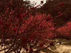 -南国桃园旅游度假区