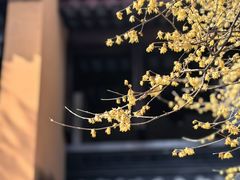 -灵谷景区