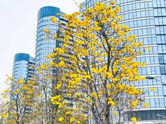 -洲头咀公园