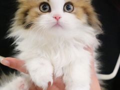 -momokira米努特·德文卷毛猫·棉花面纱犬