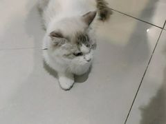 -平行世界·猫咖(首经贸店)