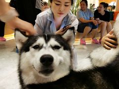 -Husky Go! 哈士奇体验馆·宠物咖啡厅狗咖