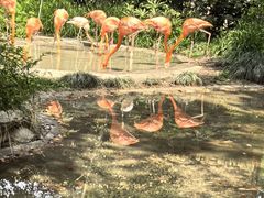 -上海野生动物园老虎餐厅