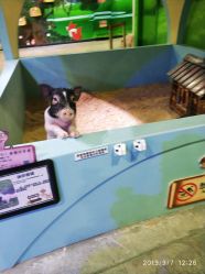 -酷嗒动物文化乐园(cutezoo西溪乐天城店)