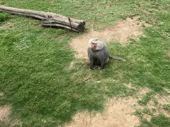 -西霞口神雕山野生动物世界