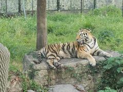 -上海野生动物园老虎餐厅