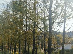 -铁山坪森林公园