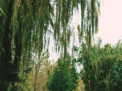 -白鹭湾湿地公园