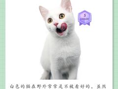 -翊宠yipet猫狗购宠庄园