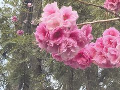 -翠湖公园