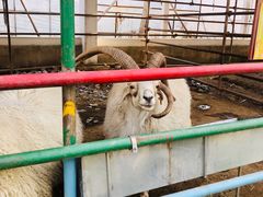 -南宫五洲植物乐园