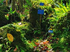 -中国科学院西双版纳热带植物园