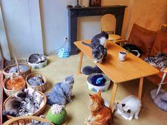 -猫友咖啡店(玉林西路店)