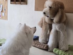 -翊宠yipet猫狗购宠庄园