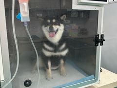 -爱侣·安琦尔宠物医院·中兽医针灸·心内科·狂犬免疫点(宝山区院)
